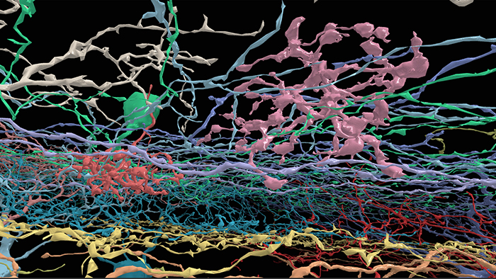 Screen grab from Neuron Safari - data created by EyeWire